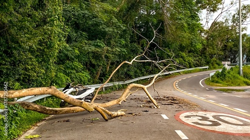 Εκτύπωση καμβά The road is blocked by a fallen tree after a strong wind
