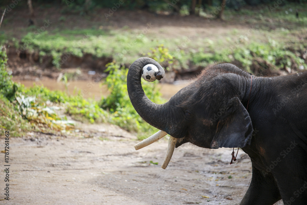 Obraz premium Curious young African elephant walking with its trunk up in air. large wild mammal with tusk expresses playfulness in its natural habitat in an outdoor safari park