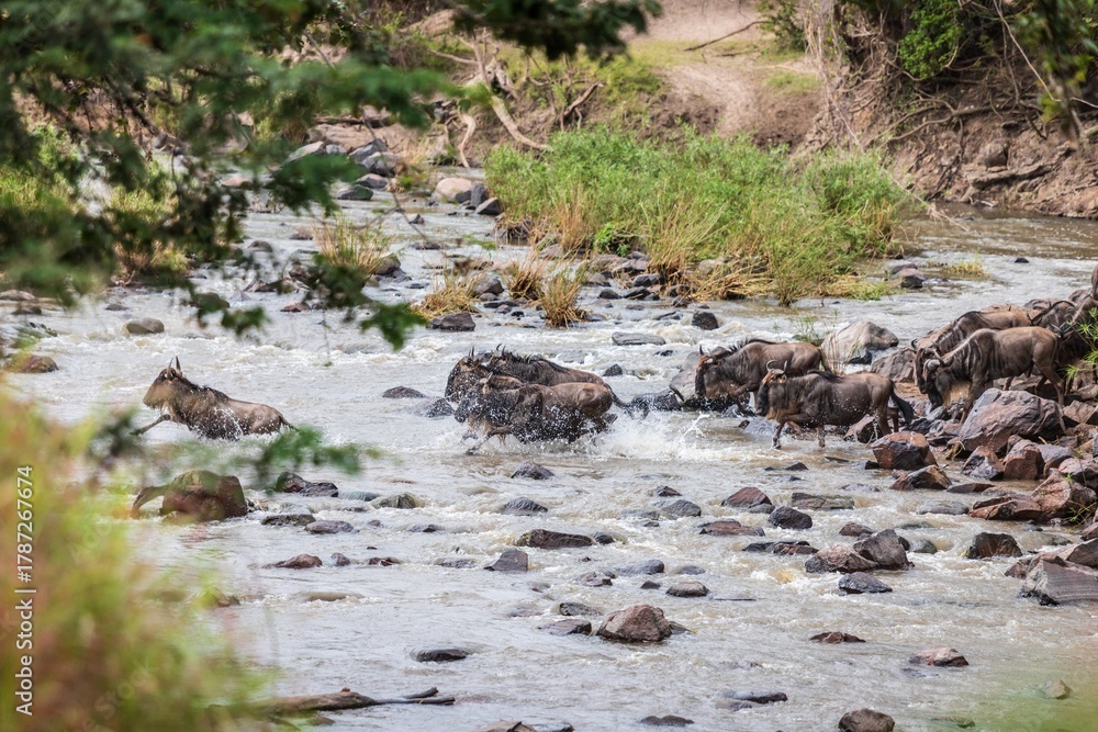 Obraz premium Wildebeest Herd Crossing a River in the African Wilderness, Grumeti River, Serengeti, Tanzania