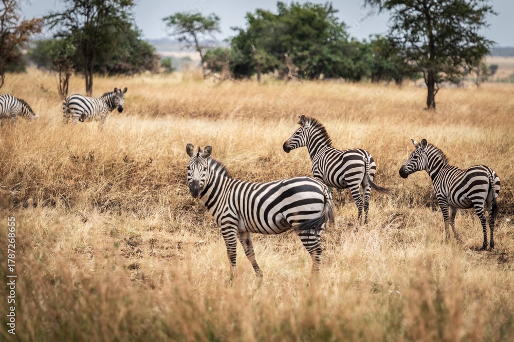 Obraz premium Small Herd of Zebras in Golden Dry Grass