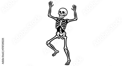 human skeleton x ray