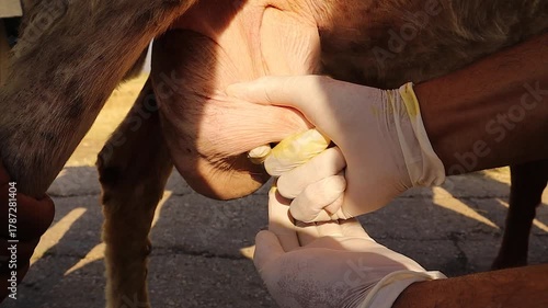 Field veterinarian examines a sheep’s udder infection, showing thick yellow milk caused by pus resulting from Staphylococcus infection. Perfect for veterinary medicine, and livestock care visuals.