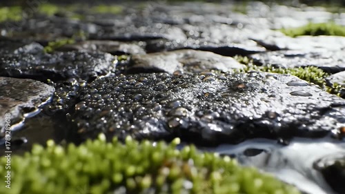 Green moss and wet stones in lowangle shot