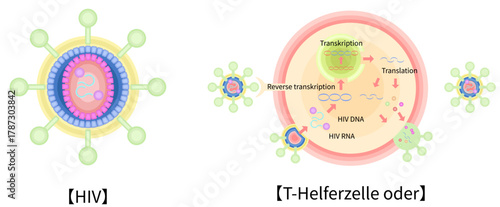 HIV　CD4ヘルパーT細胞　感染　増殖　イラスト　ドイツ語