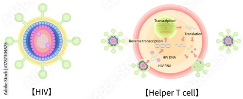 HIV　CD4ヘルパーT細胞　感染　増殖　イラスト　英語