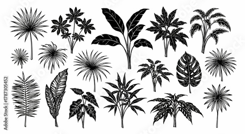 Collection of hand-drawn tropical palm leaves and jungle foliage. Set of exotic plant silhouette vector illustrations for design elements