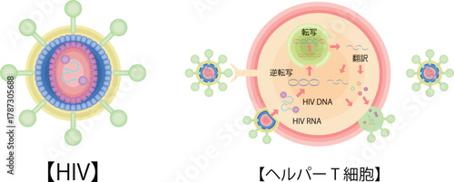 HIV　CD4ヘルパーT細胞　感染　増殖　イラスト　日本語