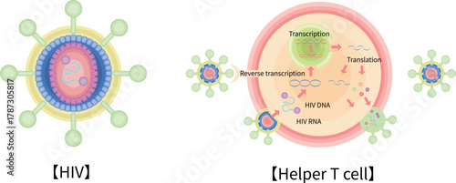 HIV　CD4ヘルパーT細胞　感染　増殖　イラスト　英語