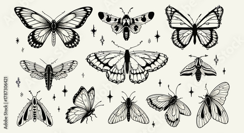 A mystical collection of hand-drawn moths and butterflies in a vintage entomology illustration style with celestial elements