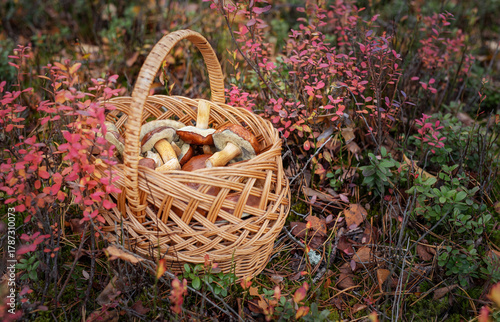 Basket full of mushrooms in autumn forest