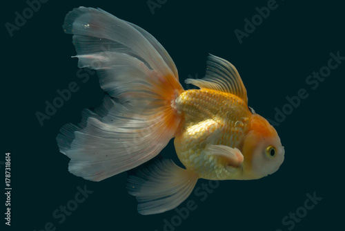 Elegant Goldfish Swimming in Dark Background – Fine Art Aquarium Photography