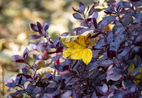 Yellow autumn leaf on purple basil leaves
 
