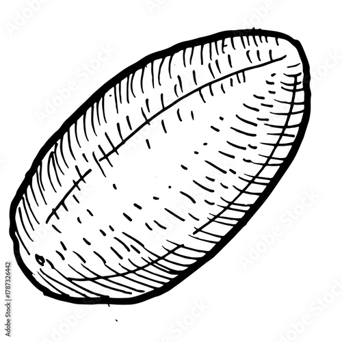 Outline vector papaya sketch. Illustration of tropical fruit isolated on transparent background. Vintage linear sketch of pawpaw.