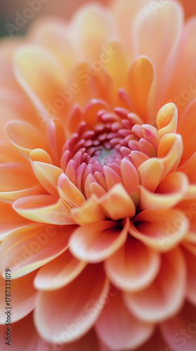 Close-up of a delicate orange-peach dahlia