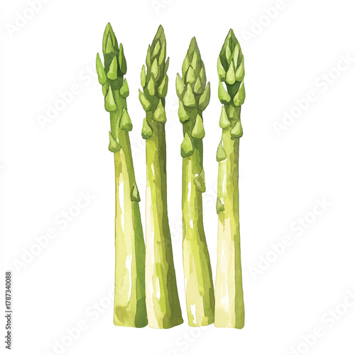 Four Fresh Green Asparagus Stalks Isolated on White Background.