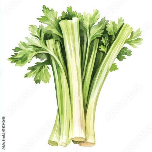 Fresh Bunch of Crisp Green Celery Stalks with Leaves.
