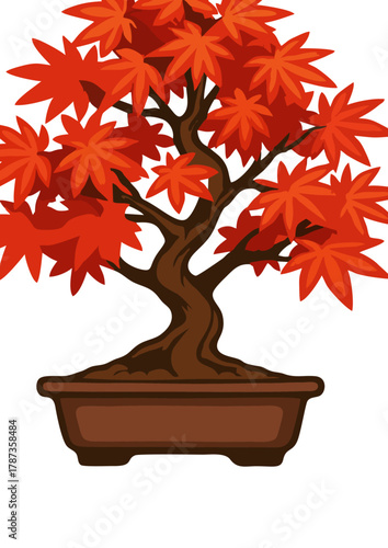 Maple Bonsai Tree