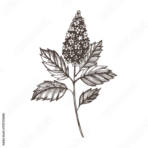 Vintage vector illustration of a patchouli plant drawn in ink line art style. Perfect for botanical prints, perfume labels, herbal packaging, and natural cosmetic branding.