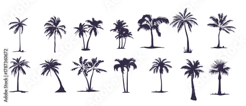 Large set of silhouettes of palm trees palm tree