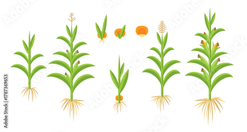 GROW UP CORN VECTOR