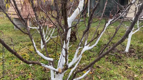 Autumn whitewashing of young tree trunks