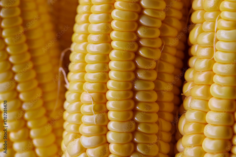 Obraz premium Full frame shot of fresh sweet corn seed peeled