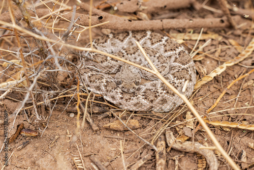 Obraz na plátně A coiled up diamondback rattlesnake hiding in desert brush