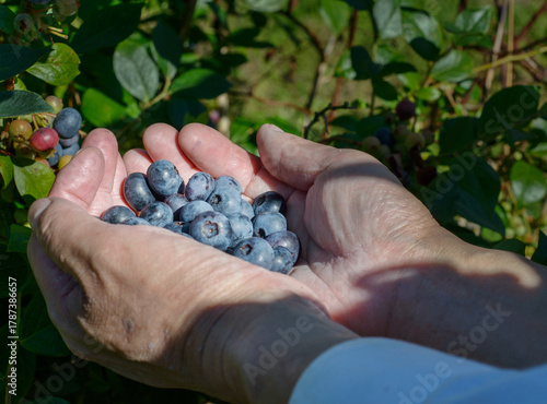 Hands holding a pile of ripe blueberries. Blueberry bushes in the background.