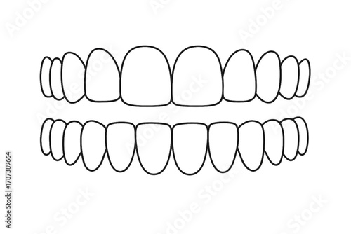 This is a simple line-art illustration showing the crowns of the human dental arches, without depicting the roots or surrounding structures. The upper and lower arches are shown separately, 