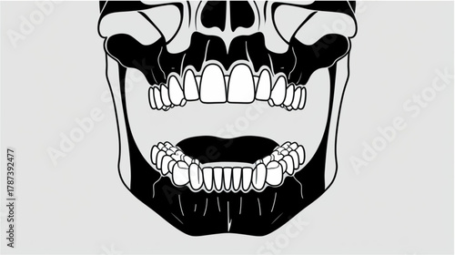 This graphic displays a frontal view of the lower human skull and dental arches, emphasizing the maxilla and mandible. The image shows a full set of teeth, with the mouth held open to separate 