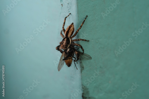 Insect photography theme of House spider gripping and paralyzing a fly on the edge of a wall. Spider preying on prey in macro. Animal close-up. Food chain in natural ecosystem