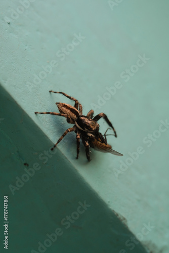 Insect photography theme of House spider gripping and paralyzing a fly on the edge of a wall. Spider preying on prey in macro. Animal close-up. Food chain in natural ecosystem