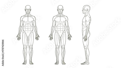 Human Male Body Anatomy Outline Vector Illustration Showing Musculature and Skeletal Framework in Front, Offset, and Side Views