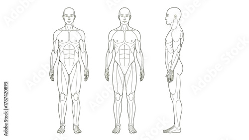 Human Male Body Anatomy Outline Vector Illustration (Front and Side Profile Views)