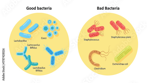 Good and Bad Bacteria Comparison Diagram. Beneficial Probiotics (Lactobacillus, Cocci) vs. Pathogenic Microorganisms (Staphylococcus, E. coli) Vector Illustration for Health and Science Education.