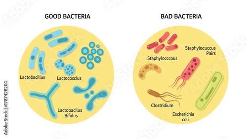 Good Bacteria vs Bad Bacteria Comparison Vector Illustration. Diagram of Probiotics (Lactobacillus, Lactococcus) and Harmful Microbes (Staphylococcus, E. coli, Clostridium) for Microbiology Education