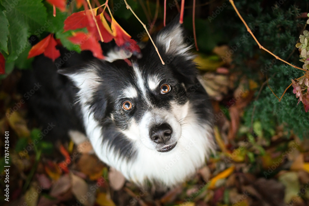 Obraz premium Beautiful Border Collie dog posing among colorful autumn leaves. Intelligent herding dog with bright eyes surrounded by red and orange foliage, looking up at the camera.