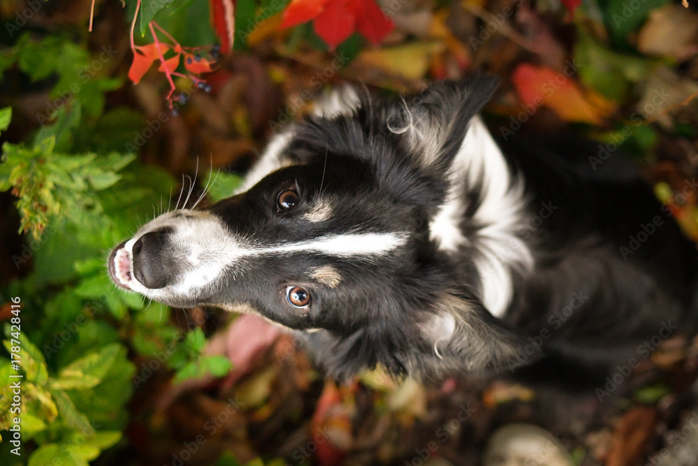 Obraz premium Beautiful Border Collie dog posing among colorful autumn leaves. Intelligent herding dog with bright eyes surrounded by red and orange foliage, looking up at the camera.