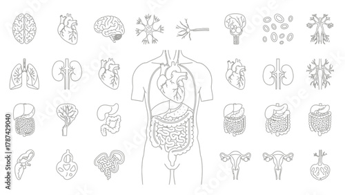 Human Internal Organs and Anatomy Line Icons Set. Medical Vector Illustration of Brain, Heart, Lungs, Liver, Kidney, Digestive System, and Neurons.