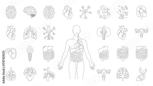 Human Internal Organs Vector Icons Set. Outline Anatomy Symbols Collection for Medicine, Biology, and Healthcare Education, featuring brain, heart, lungs, kidneys, and digestive system elements.