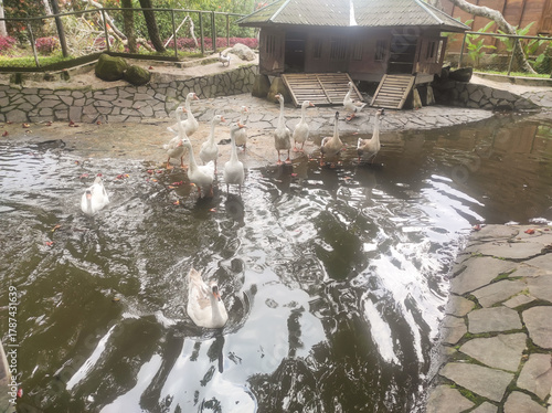 Animal-themed photography of several white swans happily swimming and sunbathing by the edge of a zoo pond. Swans gathered by the pond approaching visitors on a bridge. Animal Landscape