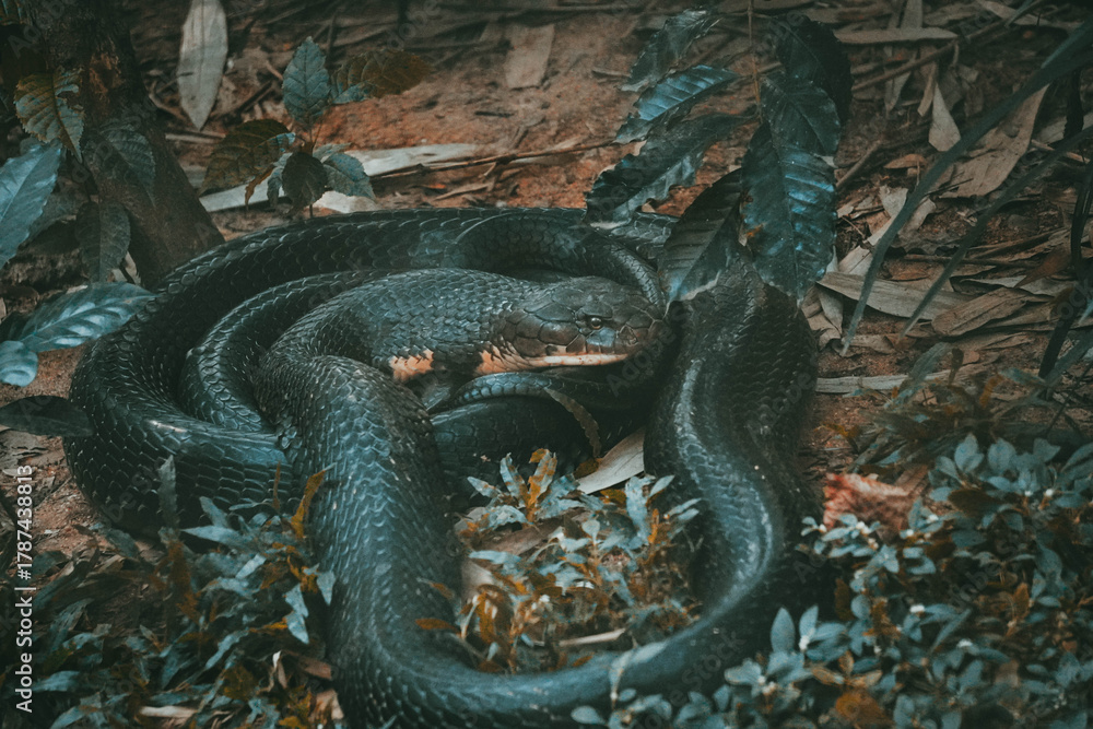 Obraz premium black king cobra