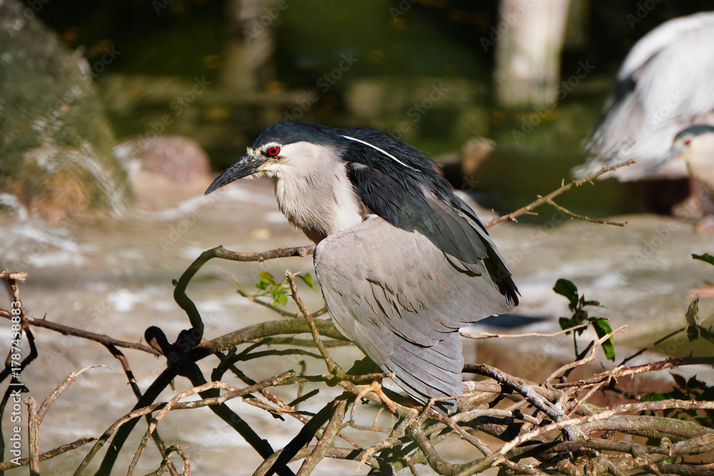 Fototapeta premium black crowned night heron ardea cinerea