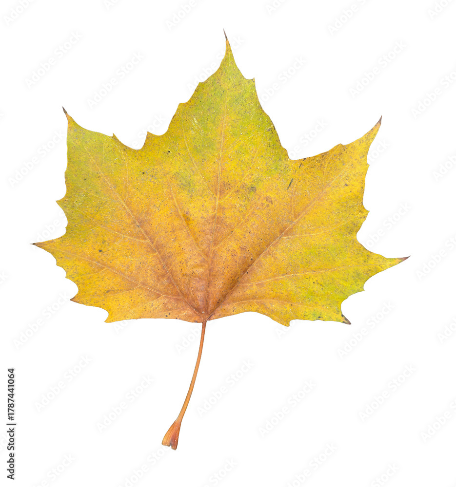 Obraz premium autumn leaf isolated on transparent background