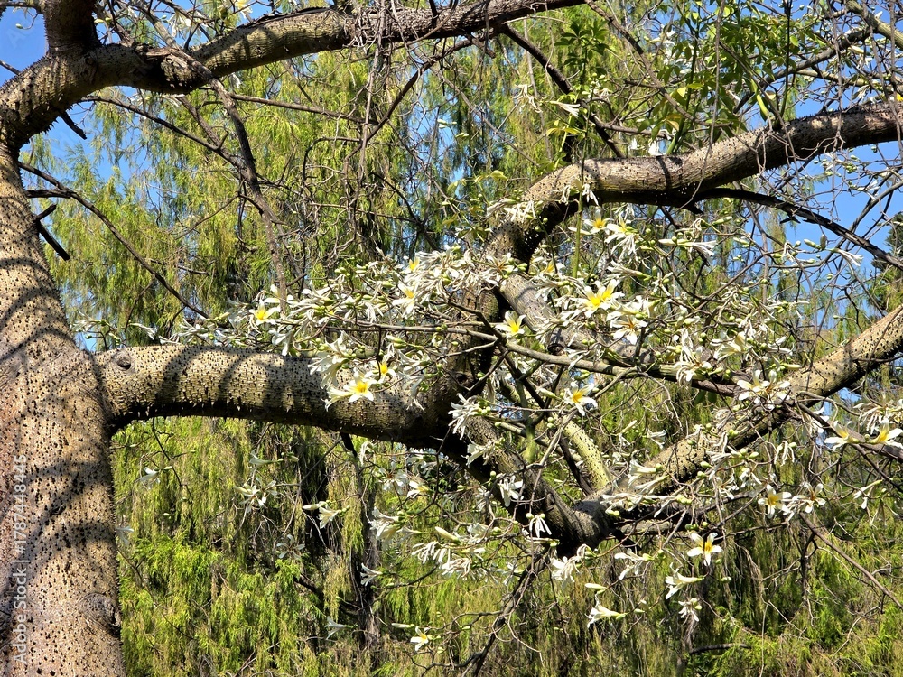 Fototapeta premium tree in bloom