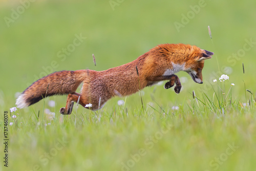 Red Fox (Vulpes vulpes) jumping and pouncing in the air hunting for mice, Hesse, Germany