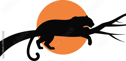 The silhouette of a leopard, Panthera pardus, during sunset lying in a tree, tail hanging down 