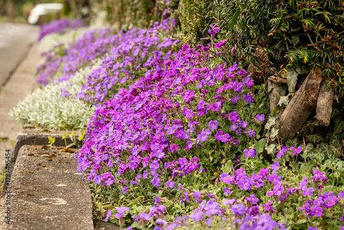 Canvas Print Carpet of blooming aubrieta flowers cascading beside a road in a peaceful neighborhood