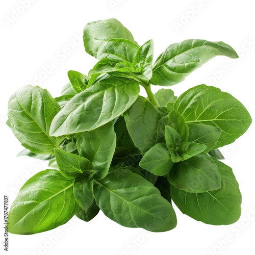 Fresh Basil Leaves Aromatic Culinary Herb Gardening Italian Cuisine Flavor Natural Ingredient