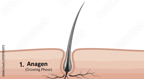 Detailed cross section of a hair follicle in the anagen growing phase illustrating the root and dermal papilla for scientific and educational use, Generative AI